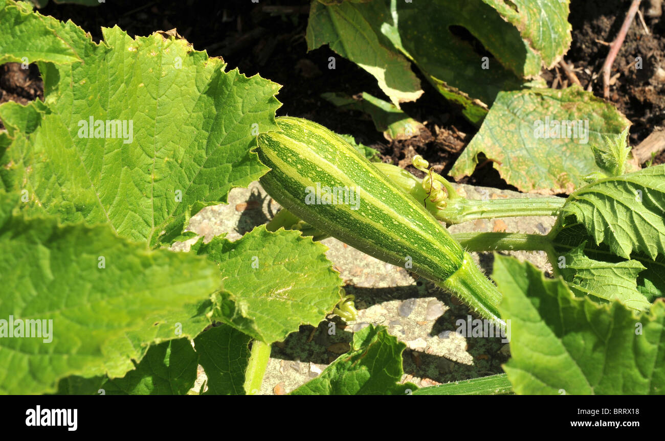 Healthy young Marrow or Summer Squash growing in the garden Stock Photo