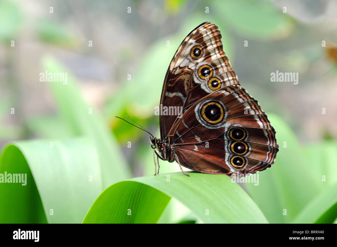 Folded wings hi-res stock photography and images - Alamy