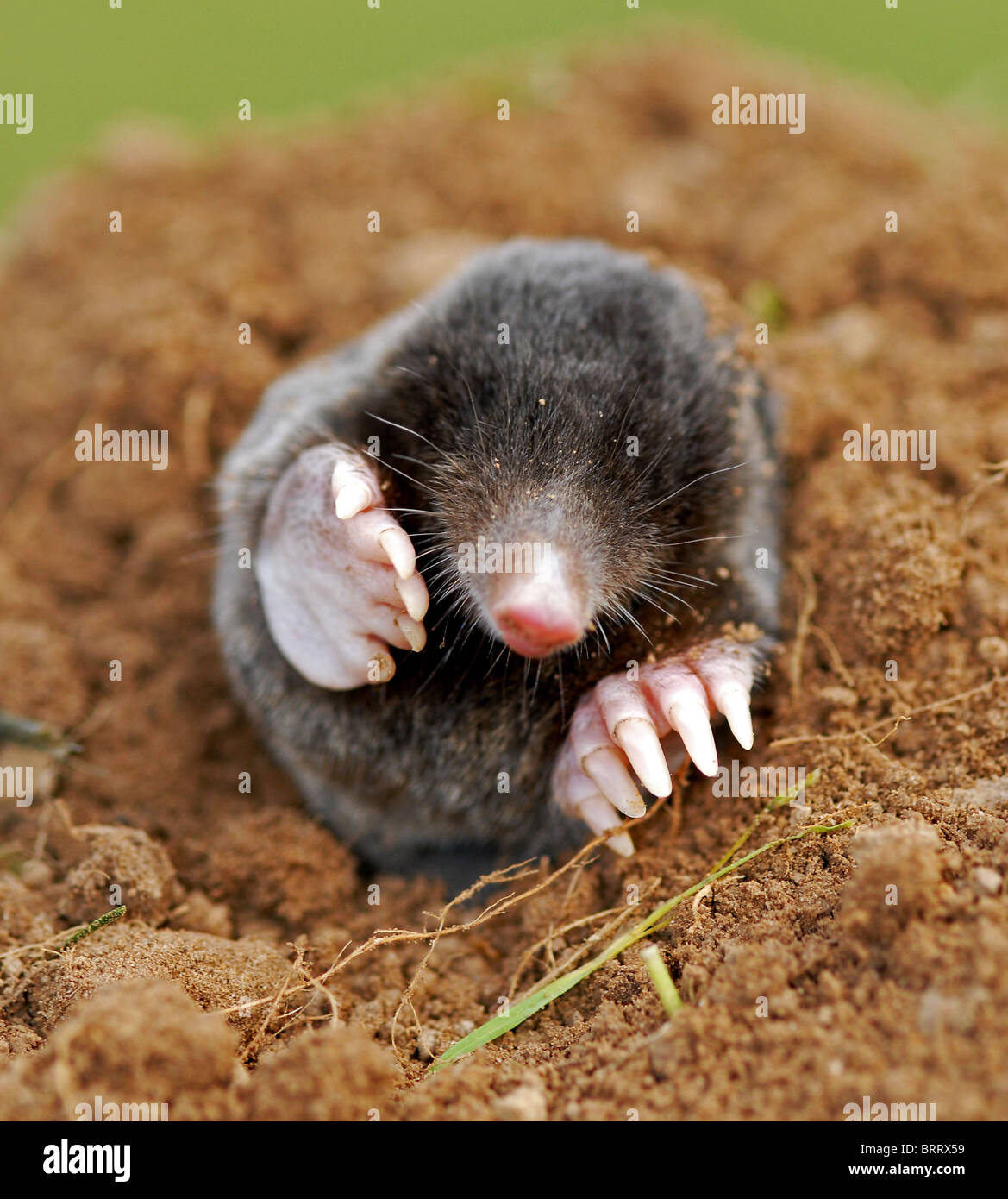 The mole (talpa europaea)  regarded as a pest in the garden Stock Photo