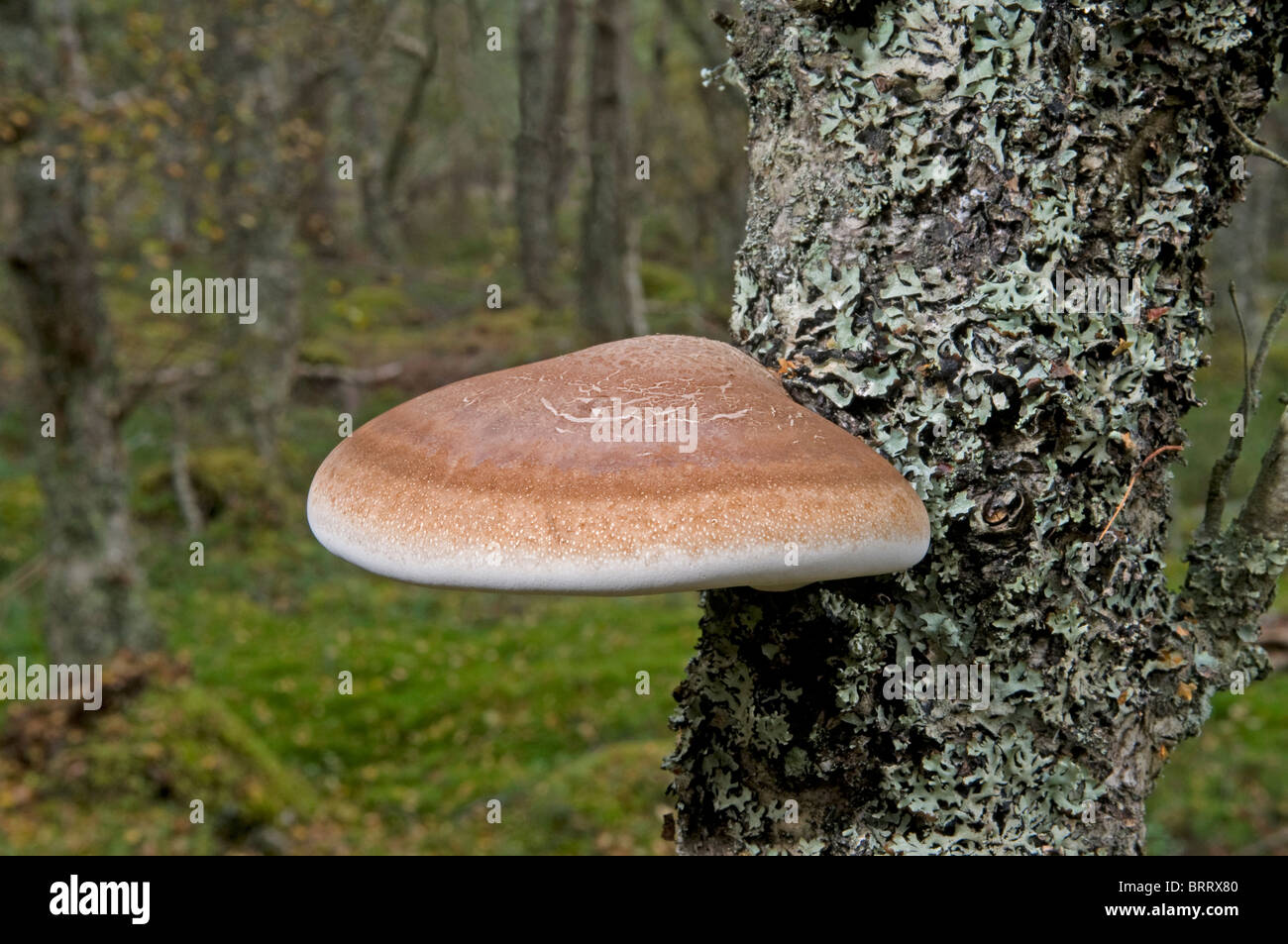 A common polyporous bracket fungi growing on a woodland birch tree, Strathspey, Highland Region, Scotland.  SCO 6812 Stock Photo