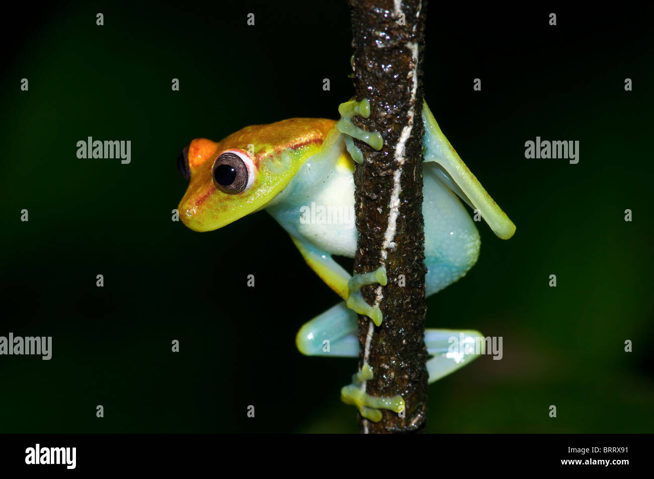 Yellow Frog Stock Photo
