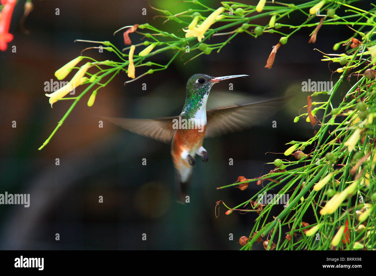 hummingbird hovering in flight Ecuador South America Stock Photo - Alamy