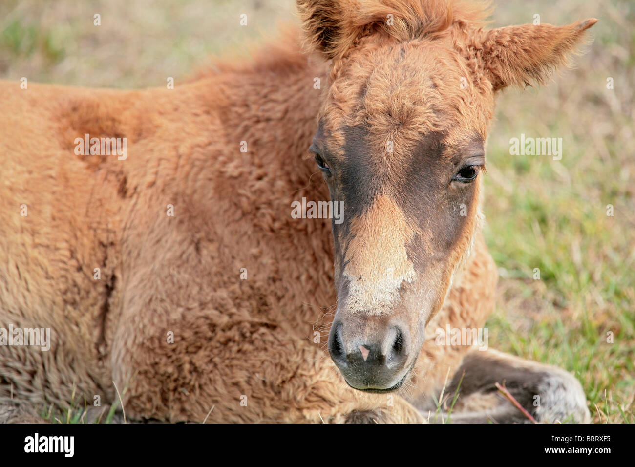 one young wild brown foal portrait closeup Stock Photo