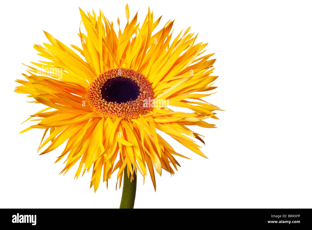 daisy isolated on a pure white background Stock Photo