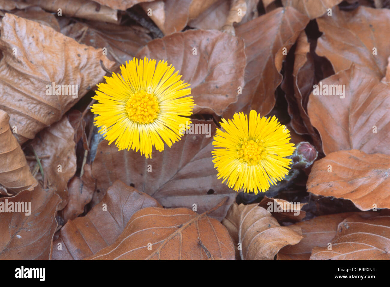 Coltsfoot (Tussilago farfara) growing from fallen leaves, North Tyrol, Austria, Europe Stock Photo