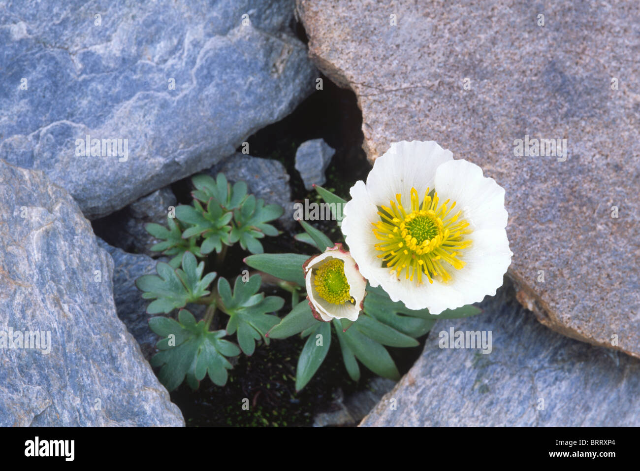 Glacier Crowfoot, Glacier Buttercup (Ranunculus glacialis), Hohe Tauern National Park, East Tyrol, Austria, Europe Stock Photo