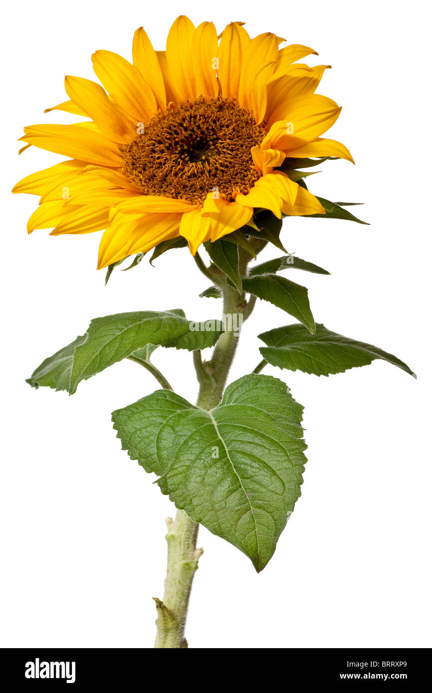 sunflower isolated on a pure white background Stock Photo - Alamy