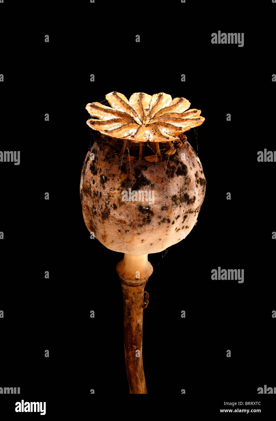 Close-up of old dried poppy seed head with mildew spot patterning against a dark black background Stock Photo