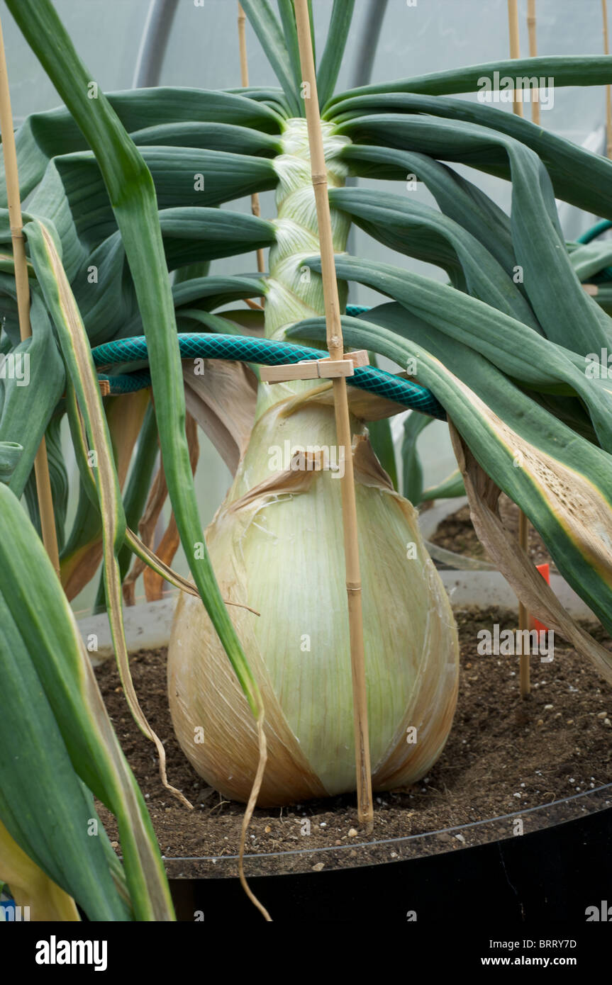 Giant onions, how to grow,planting and culture in greenhouses and polytunnels. Stock Photo