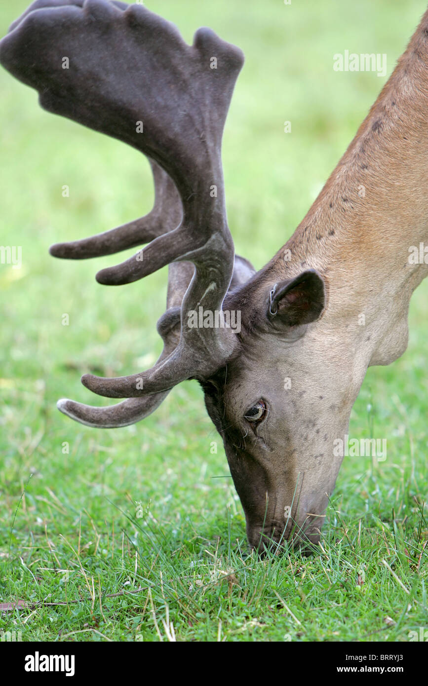 one male deer grazing in the grass Stock Photo