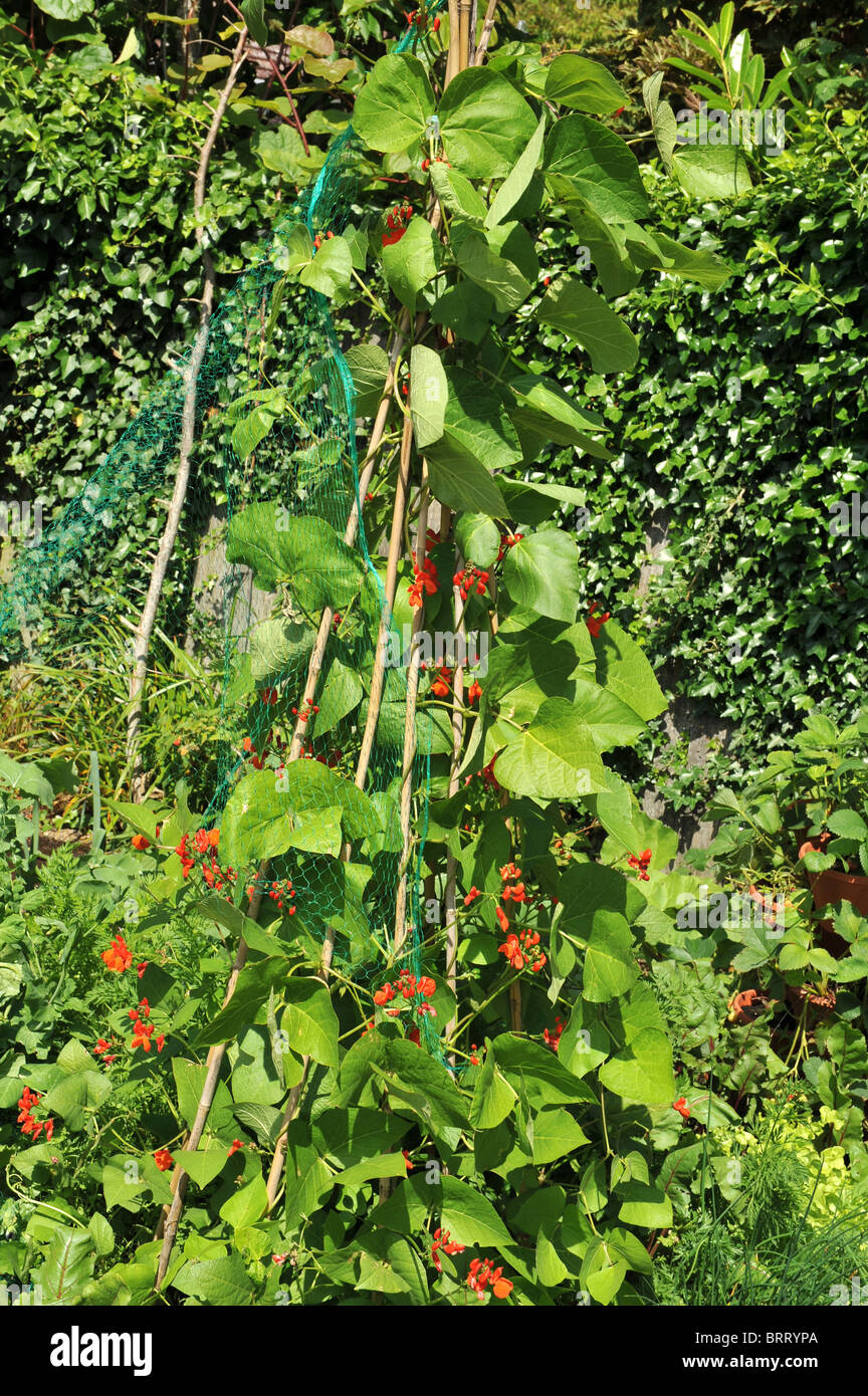 Runner beans growing in the vegetable garden Stock Photo Alamy