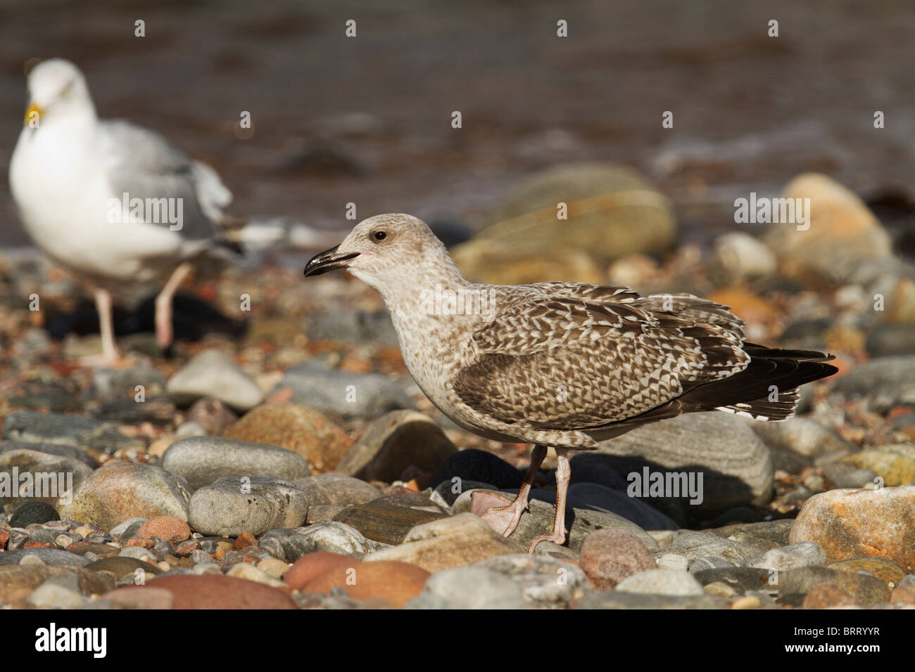 Juvenile and adult herring gulls, on the beach at Cromarty, Black Isle, Scotland. Stock Photo
