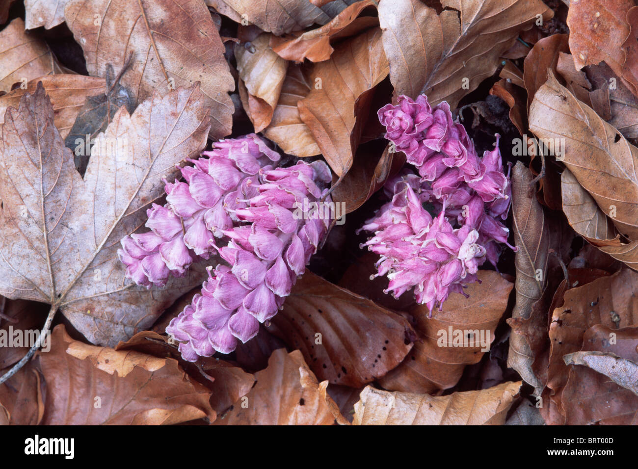 Common Toothwort (Lathraea squamaria), North Tyrol, Austria, Europe Stock Photo