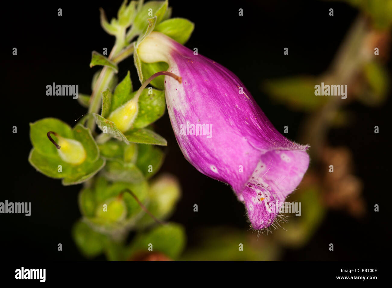 Closeup of a foxglove flower. Stock Photo