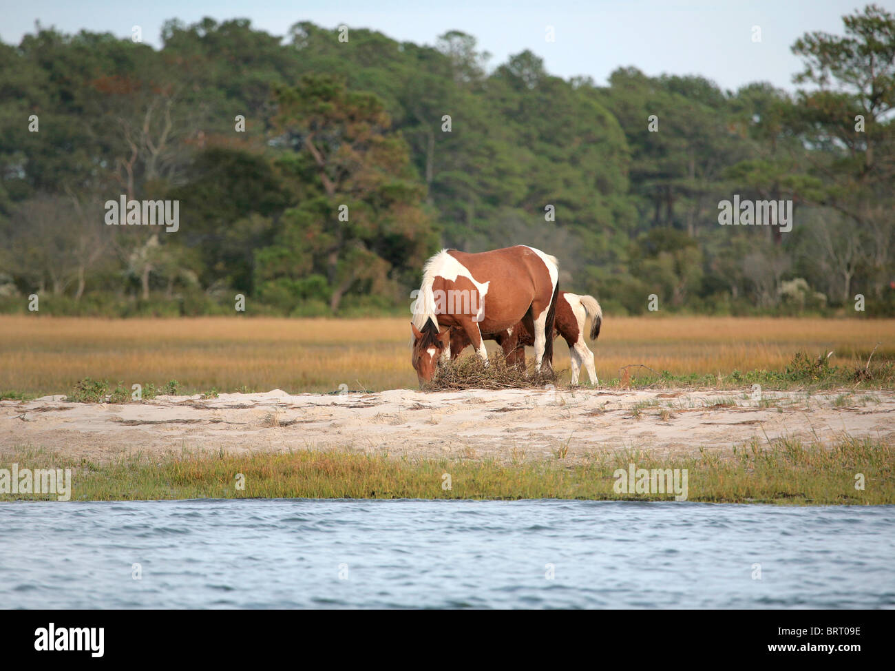 two wild ponies from the Virginia herd at Assateague National Park grazing near the water edge Stock Photo