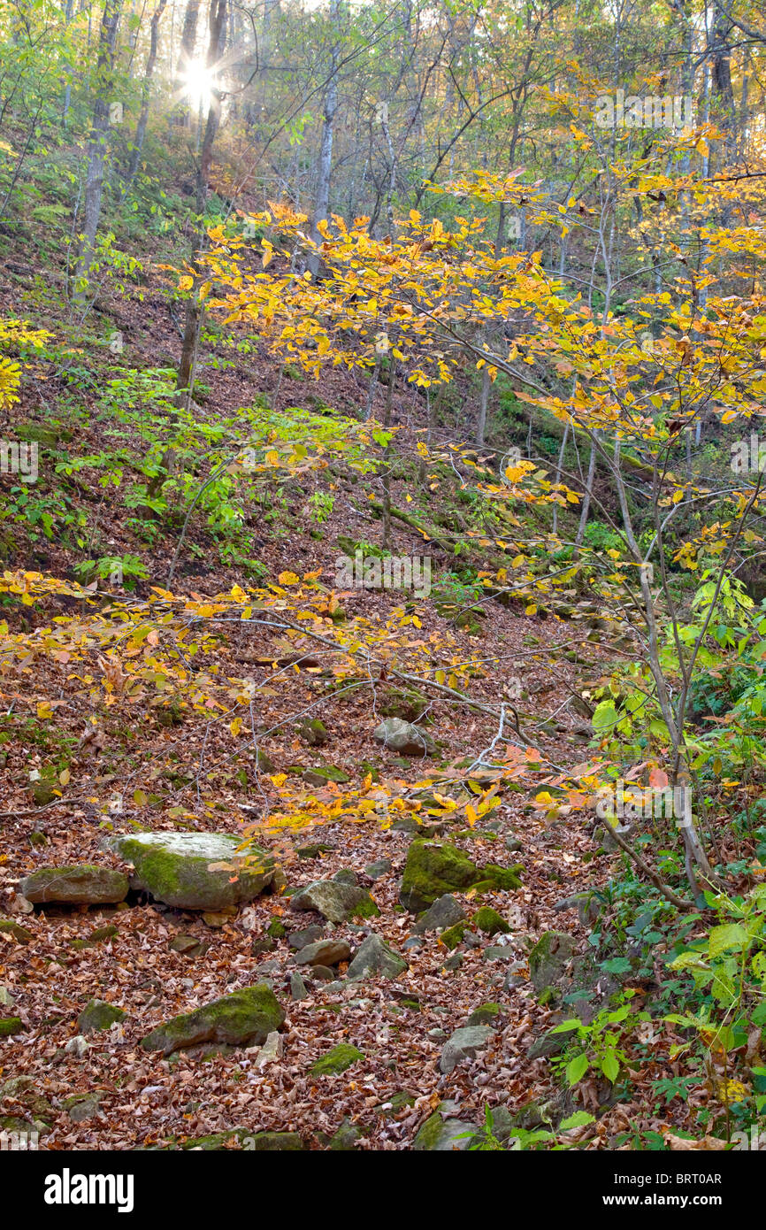 dry creek in Paint Creek Unit, Yellow River State Forest, Allamakee County, Iowa Stock Photo