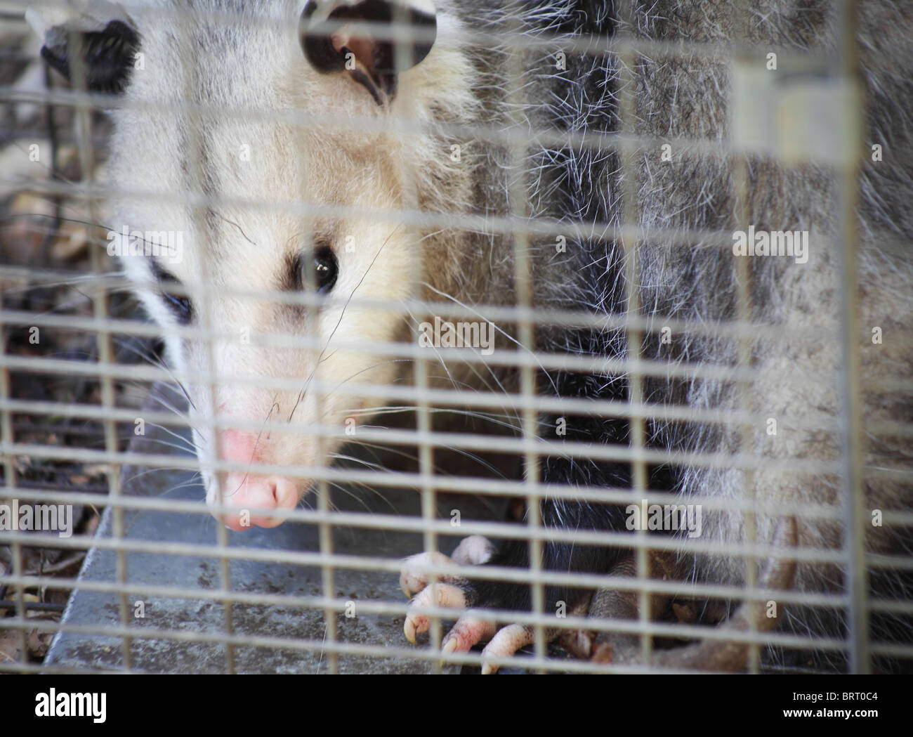 Opossum possum hires stock photography and images Alamy