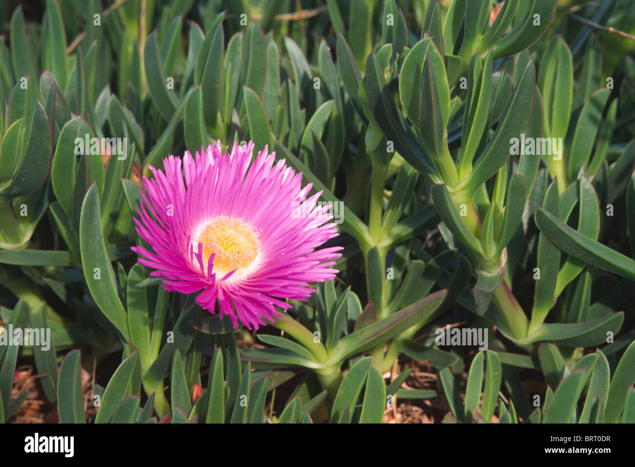 Pigface (Carpobrotus glaucescens), midday flower, Andalusia, Spain, Europe Stock Photo