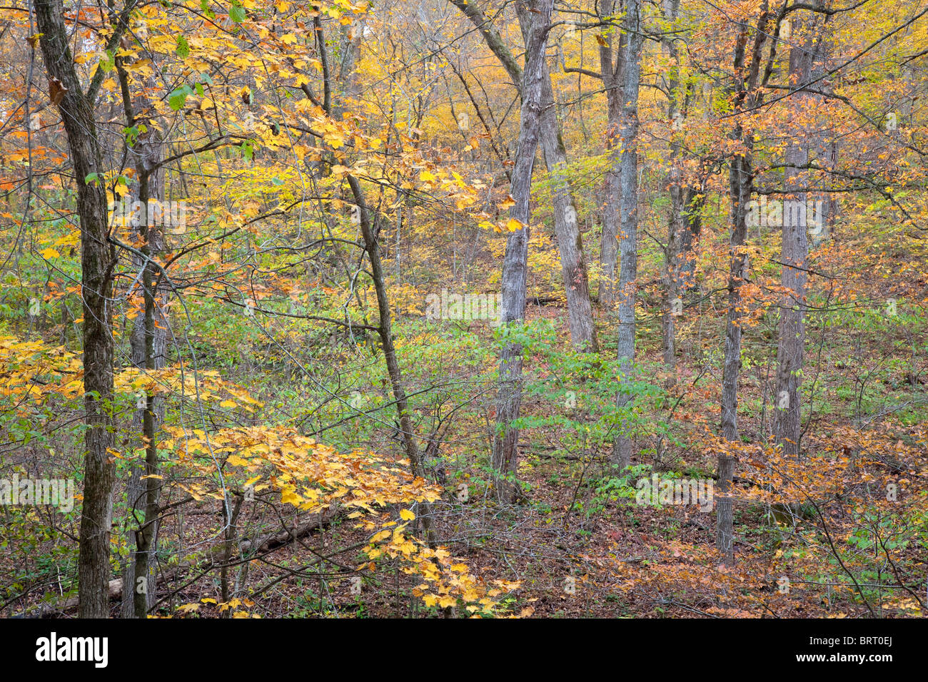 autumn trees in Paint Creek Unit, Yellow River State Forest, Allamakee County, Iowa Stock Photo