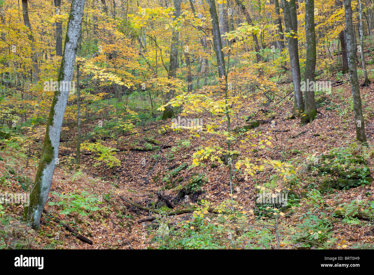 autumn trees in Paint Creek Unit, Yellow River State Forest, Allamakee County, Iowa Stock Photo