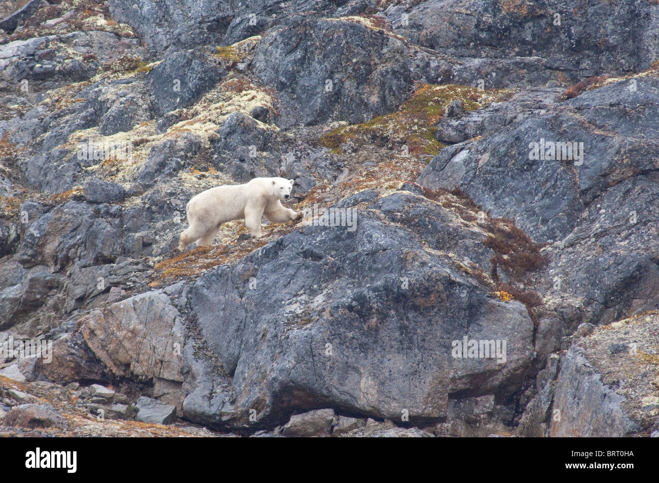 Canada, Nunavut, Lower Savage Islands. Lone polar bear Stock Photo Alamy