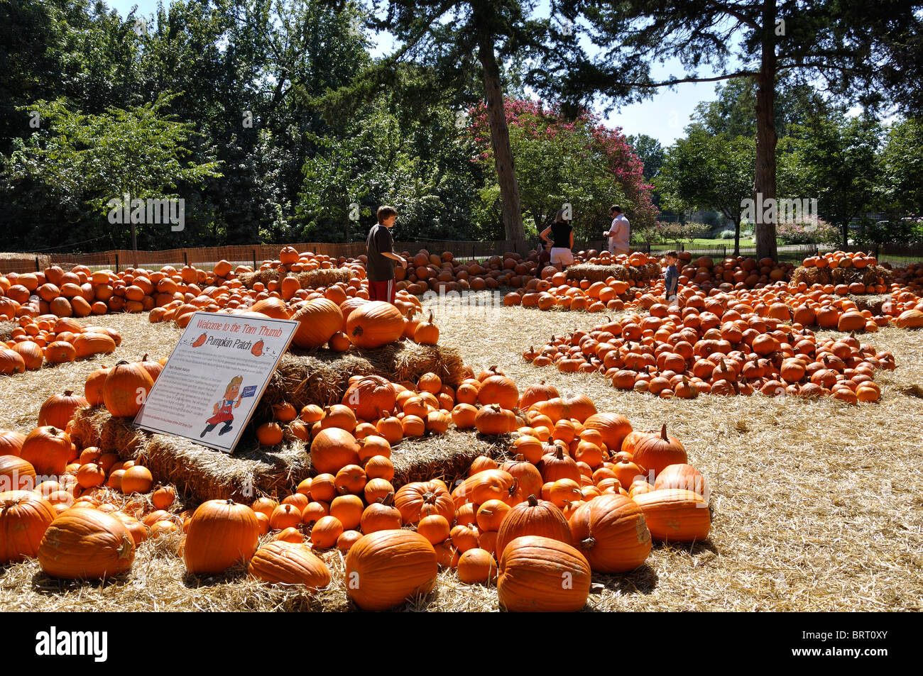 Pumpkins, Dallas Arboretum, Texas, USA Stock Photo Alamy