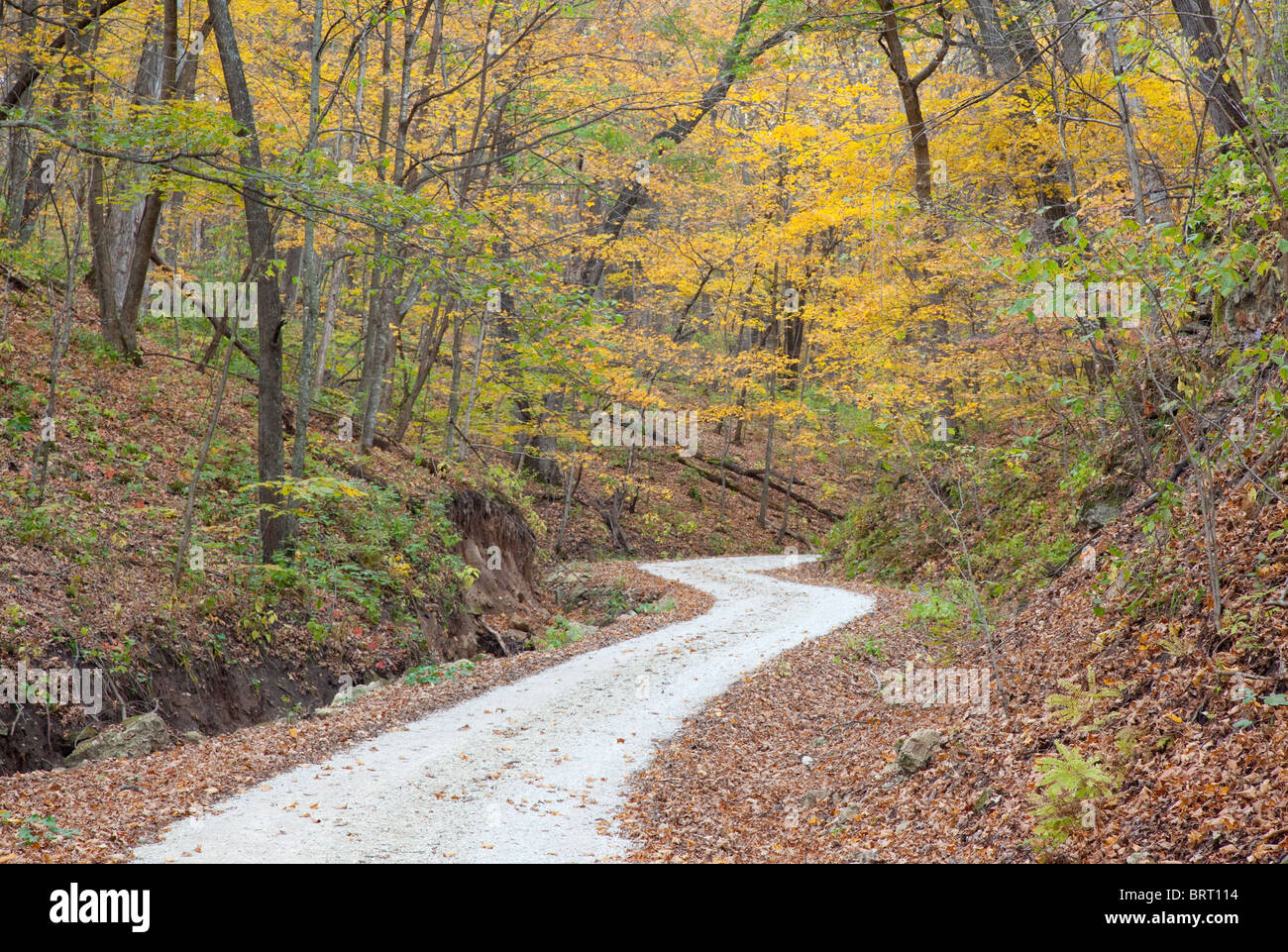 autumn trees in Paint Creek Unit, Yellow River State Forest, Allamakee