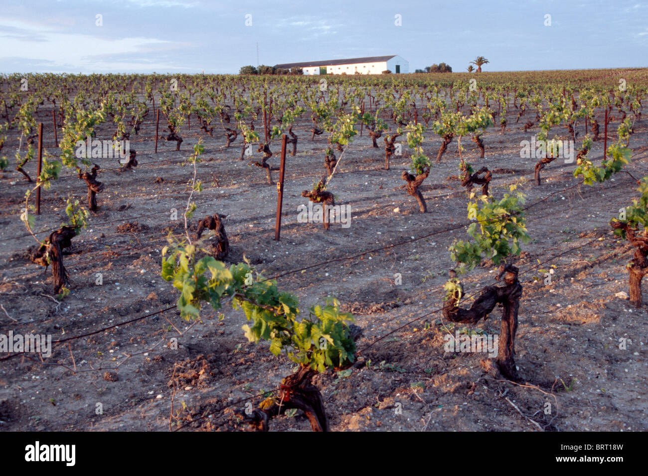 Grapevines, Jerez de la Frontera, Andalusia, Spain, Europe Stock Photo