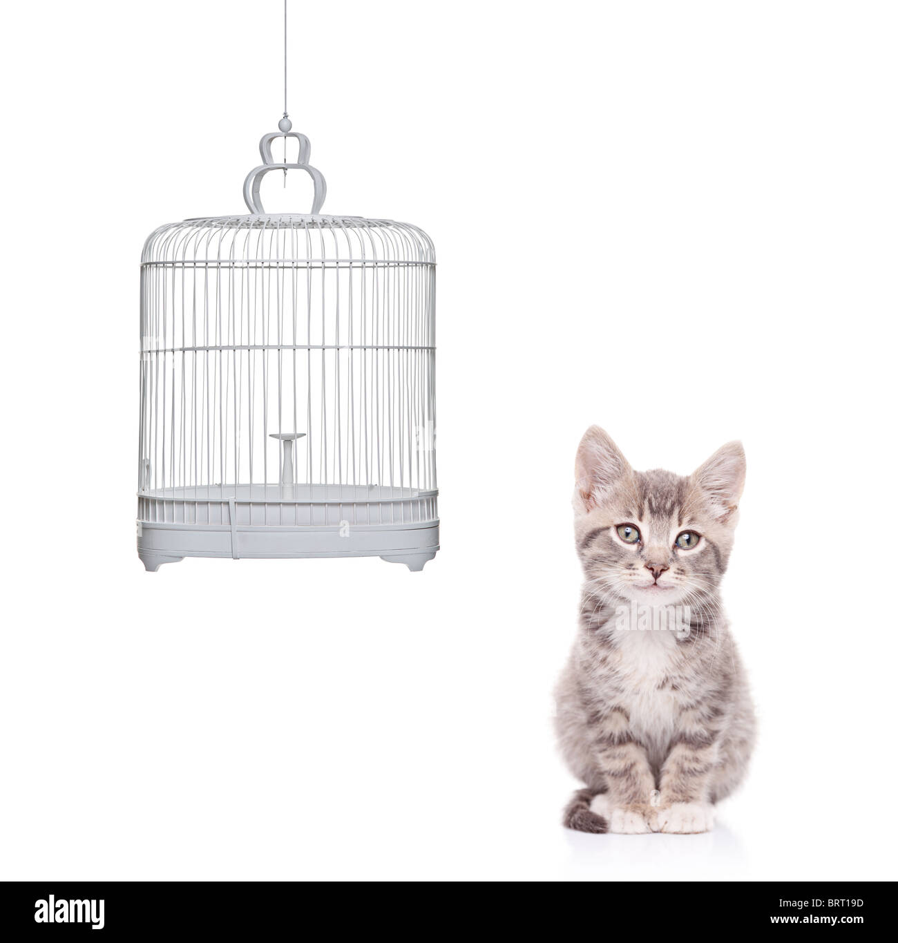 A view of a cat and an empty bird cage Stock Photo