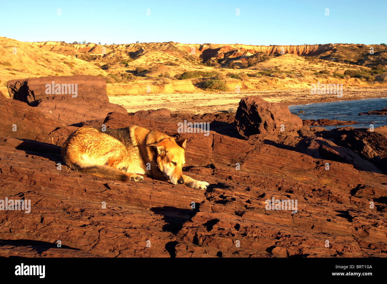 Australian shepard dog hi-res stock photography and images - Alamy