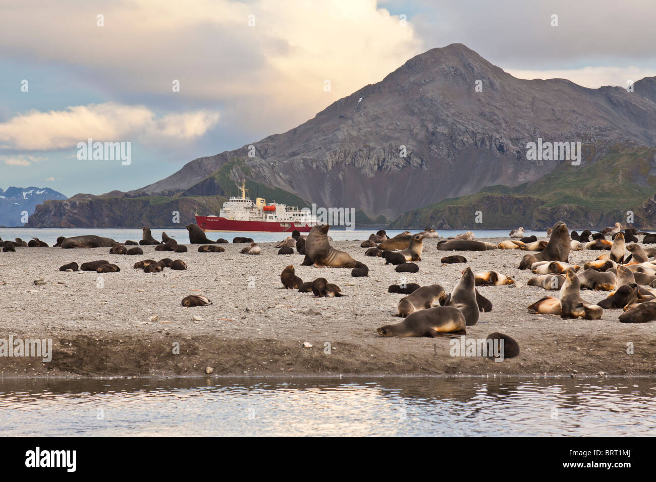 Antarctic Fur Seals, Arctocephalus gazella on Right whale bay beach, South Georgia Island. Stock Photo