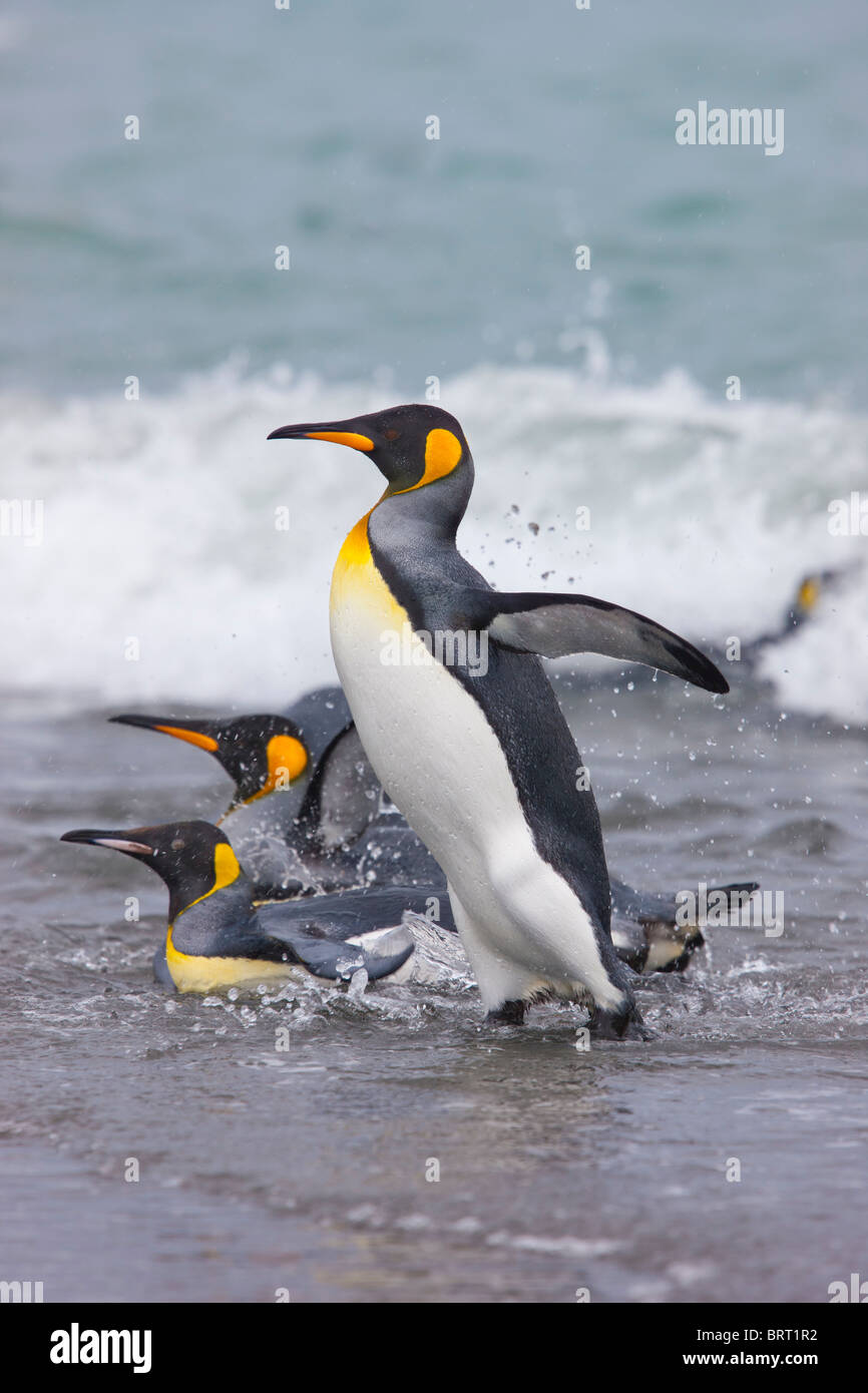 King penguins, Salisbury Plain, South Georgia Island Stock Photo