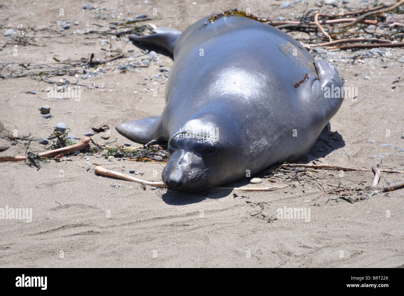 Elephant seal (Mirounga angustirostris), Piedras Blancas beach ...