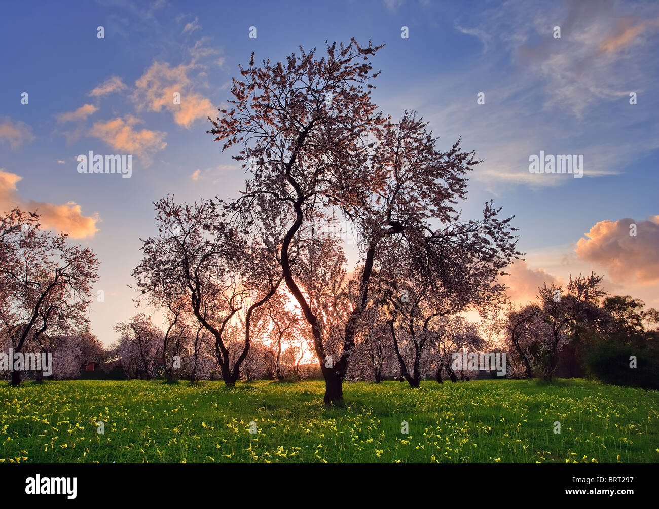 Almond Blossom Adelaide South Australia Stock Photo Alamy