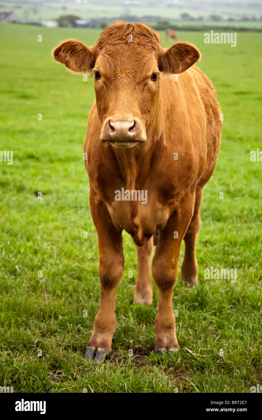 A brown cow standing in a green field and looking at the camera Stock ...