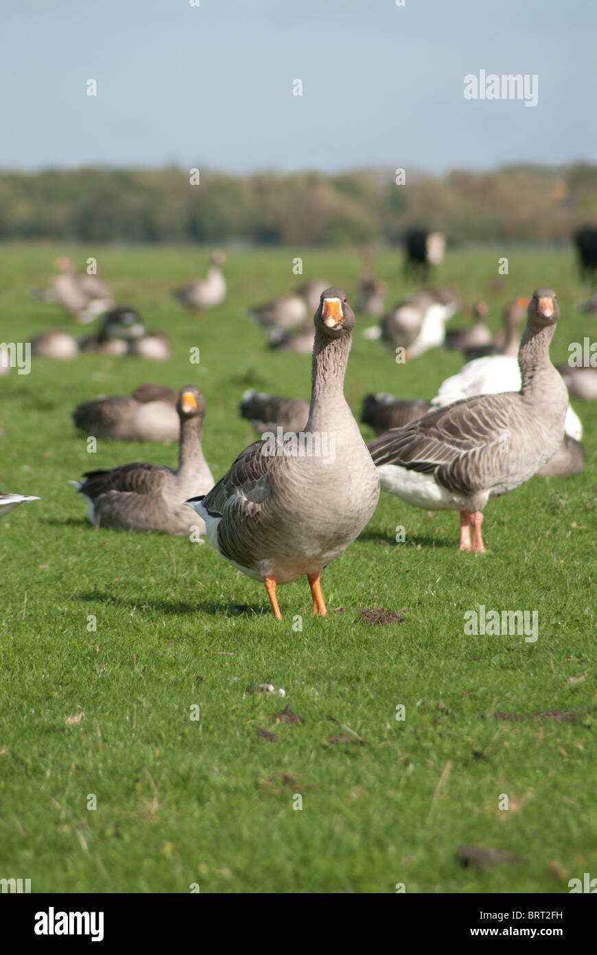Flock of Geese in Field Stock Photo Alamy
