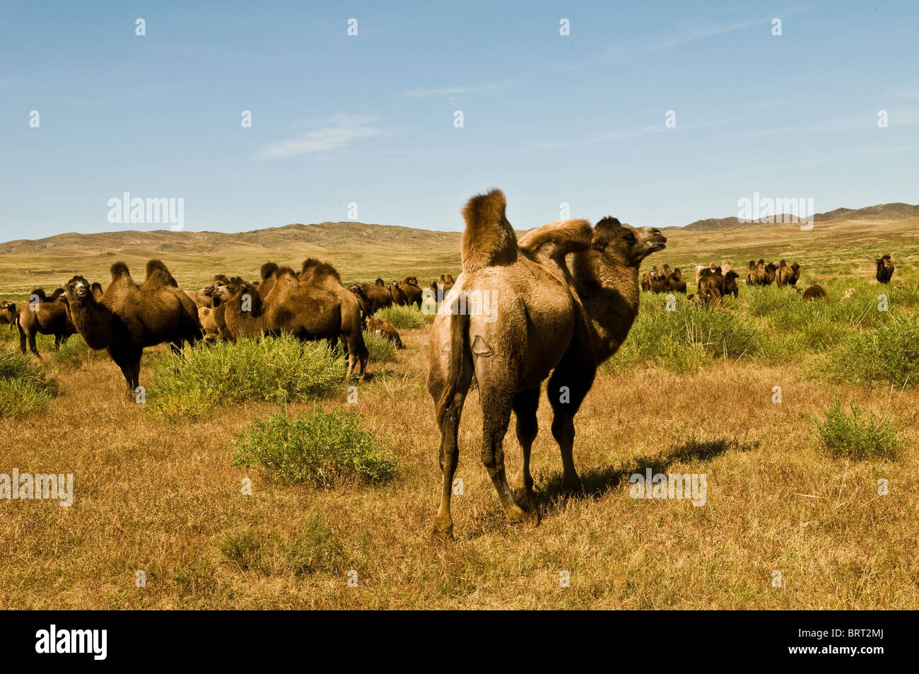 Double hump - Bactrian - camels in Mongolia. Stock Photo