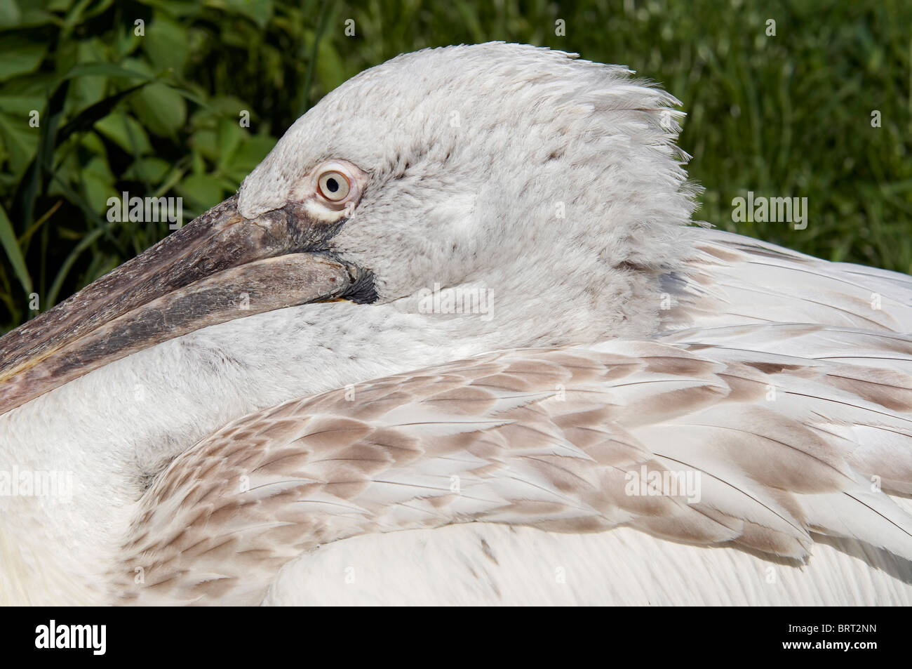 Dalmatian pelican - detail of the head and eye Stock Photo
