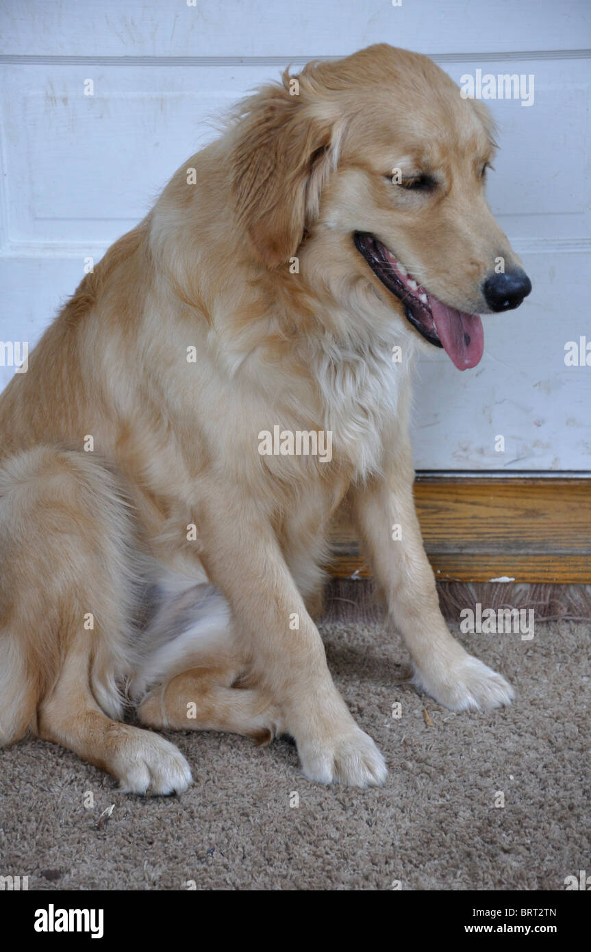 Golden Retriever dog Stock Photo - Alamy