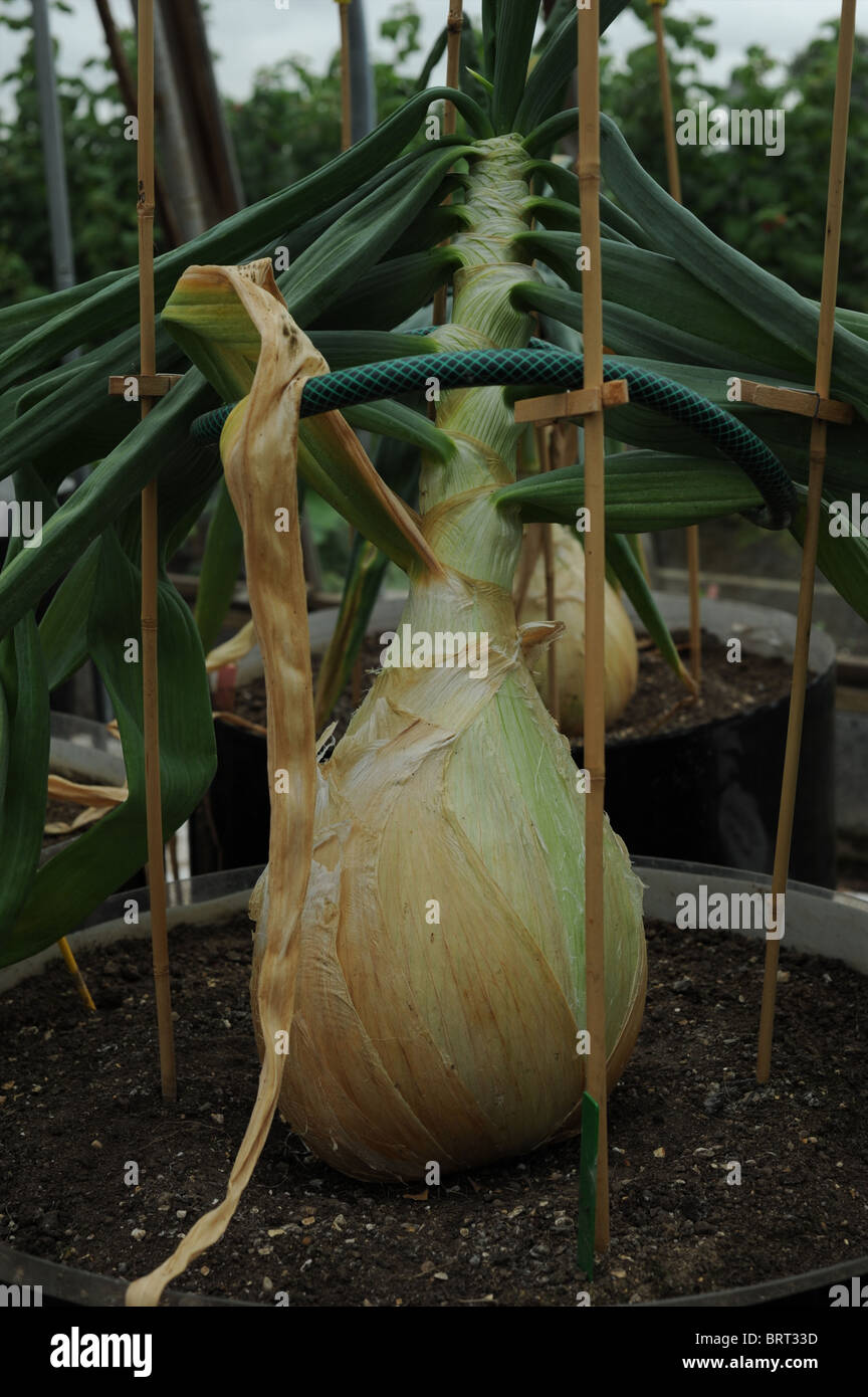 Giant onions, how to grow,planting and culture in greenhouses and polytunnels Stock Photo Alamy
