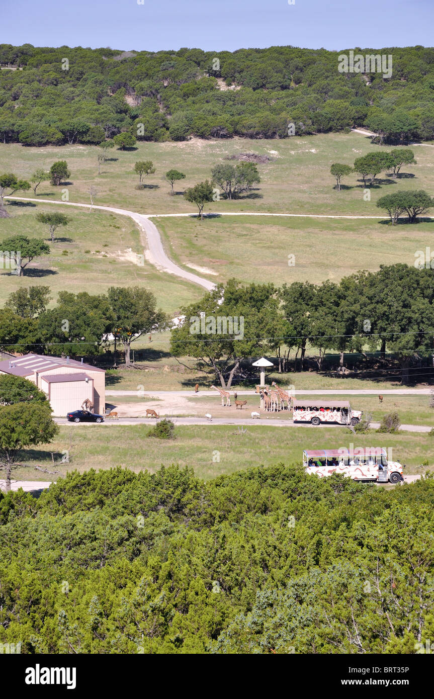 View of safari ranch in Glen Rose, Texas, USA giraffes eating from