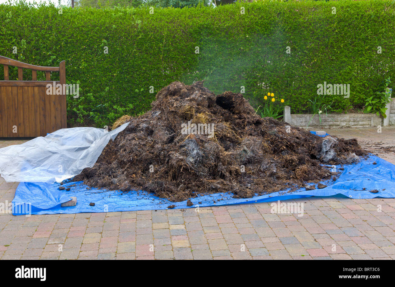 Delivery of horse manure on front drive, Wirral, Merseyside, England Stock Photo
