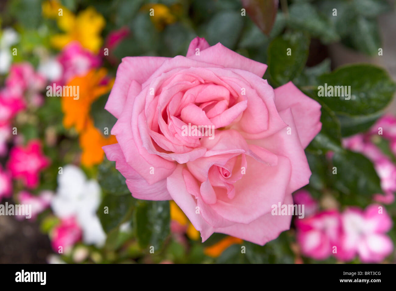 Climbing rose, Dancing Queen, England Stock Photo