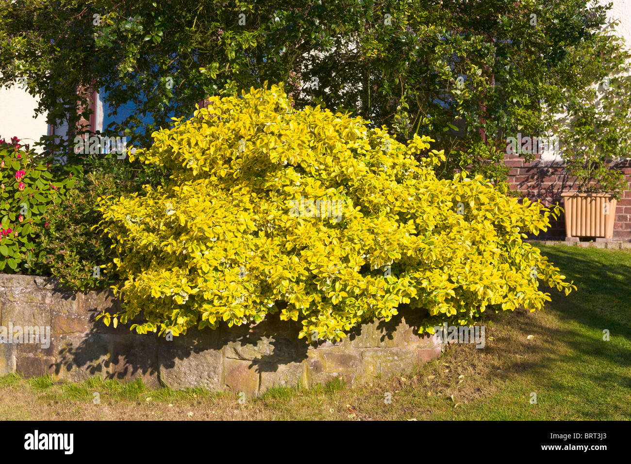 Evergreen shrub, Euonymus Fortunei, Emerald n Gold Stock Photo
