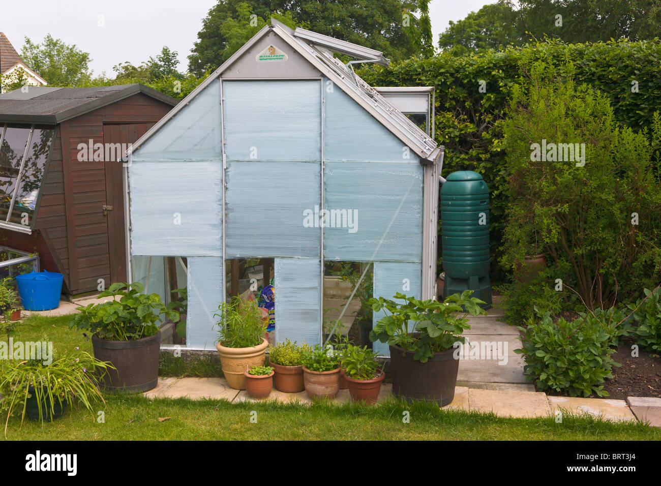 Greenhouse painted white to keep cool in summer heat, Wirral, England
