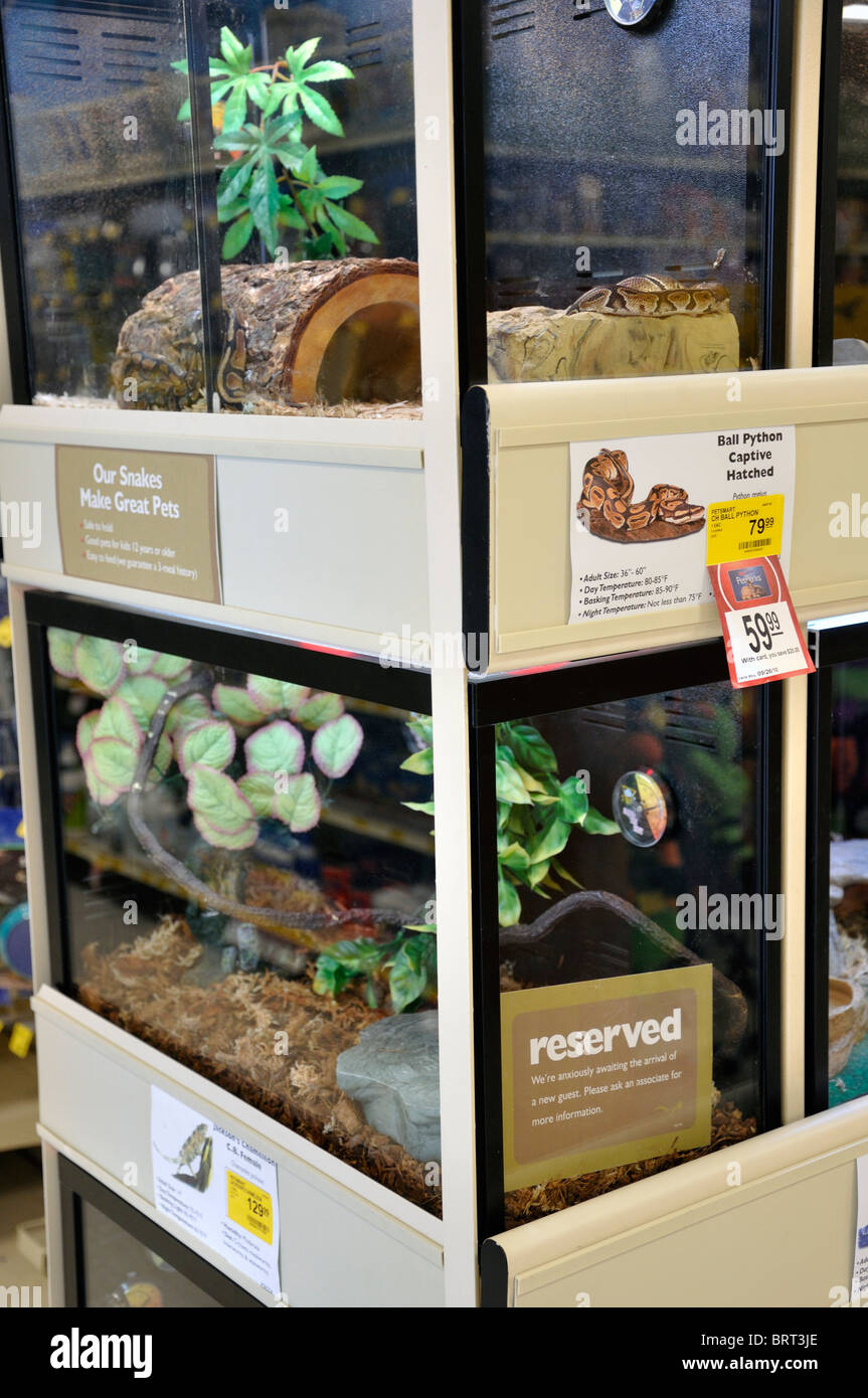 Ball python cheap petsmart