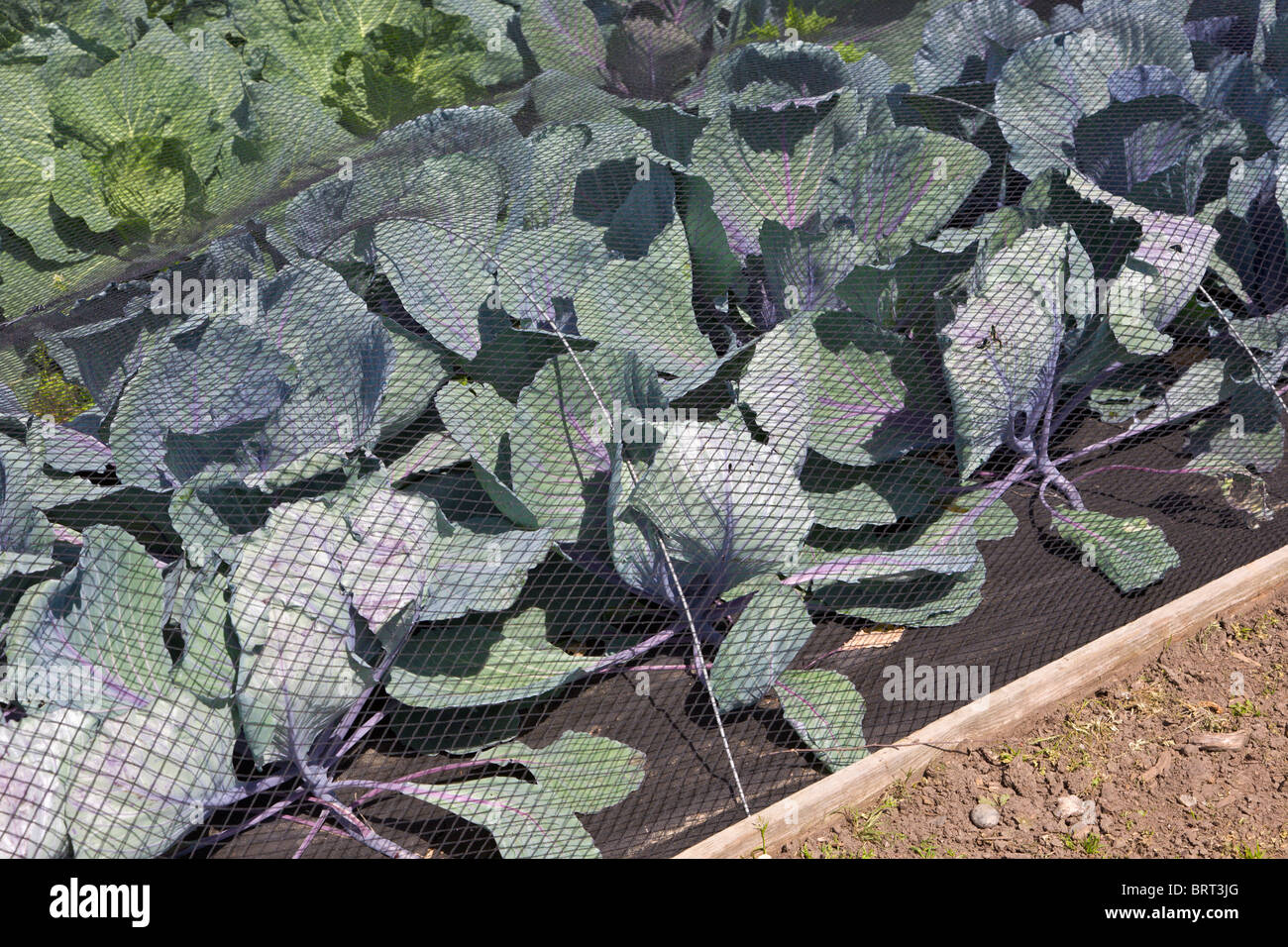 Cabbage netted for protection against pests Stock Photo