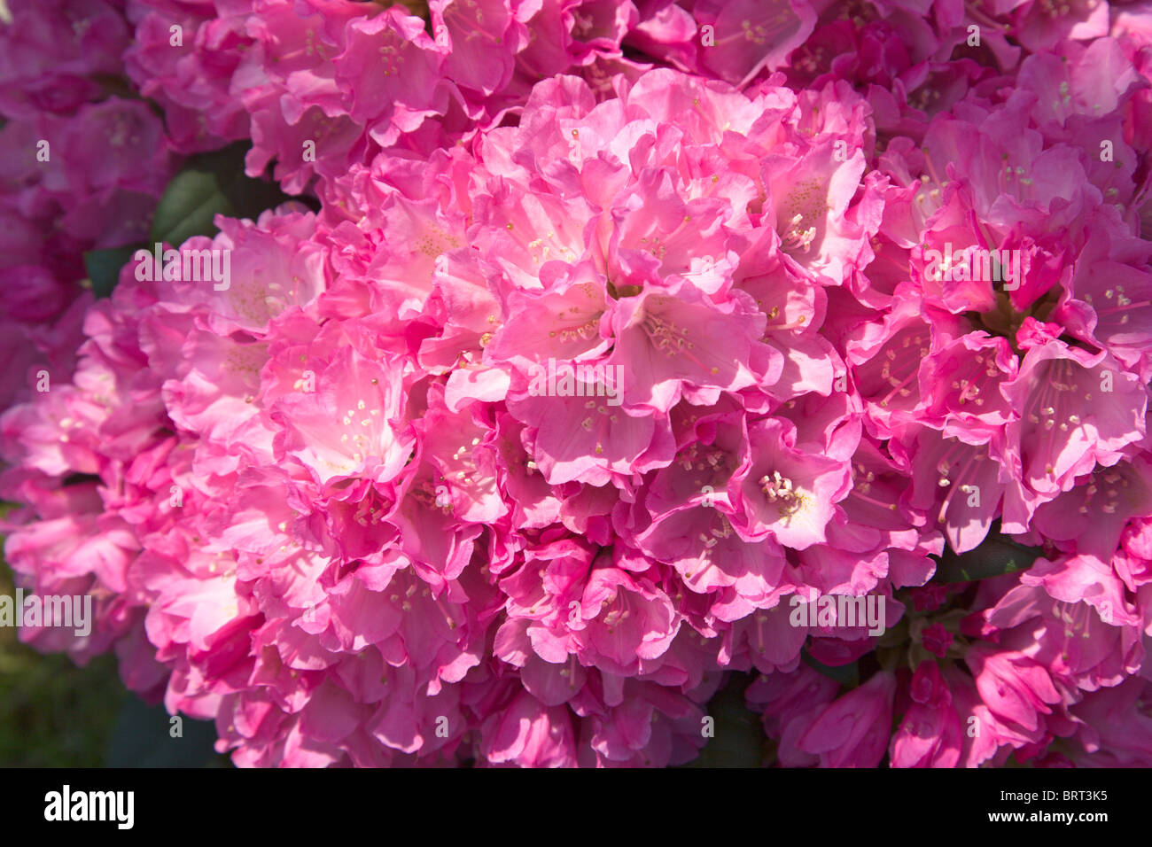 Rhododendron Polaris, pink flowering shrub Stock Photo