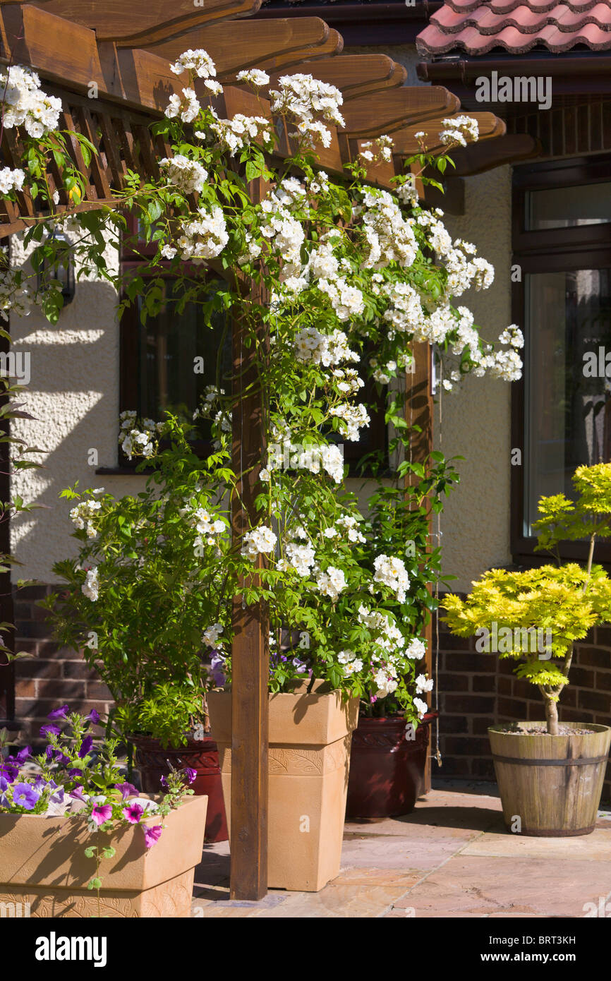 Pergola with white rambling rose, Rambling Rector, growing in pot, England Stock Photo