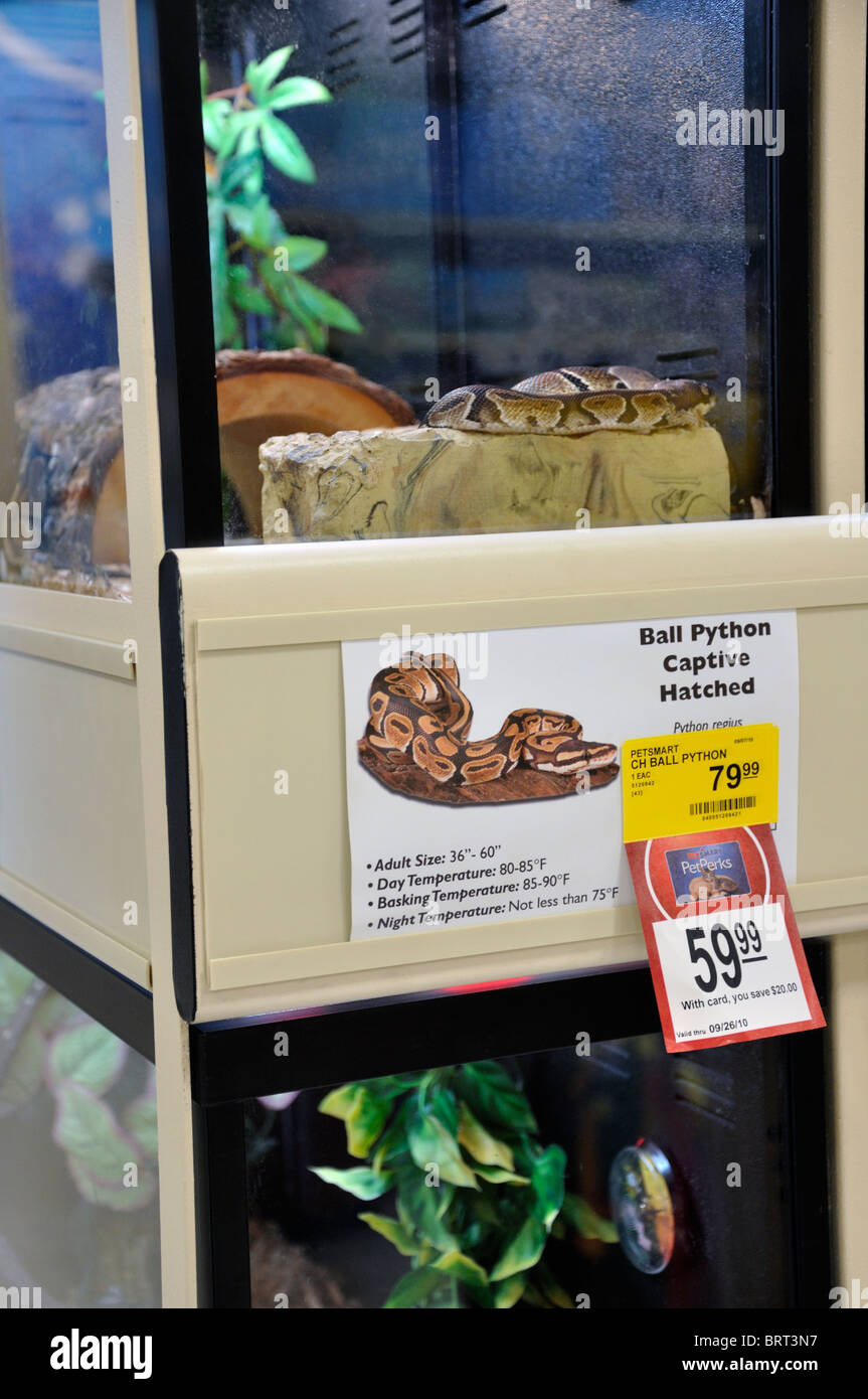 Ball online python petsmart